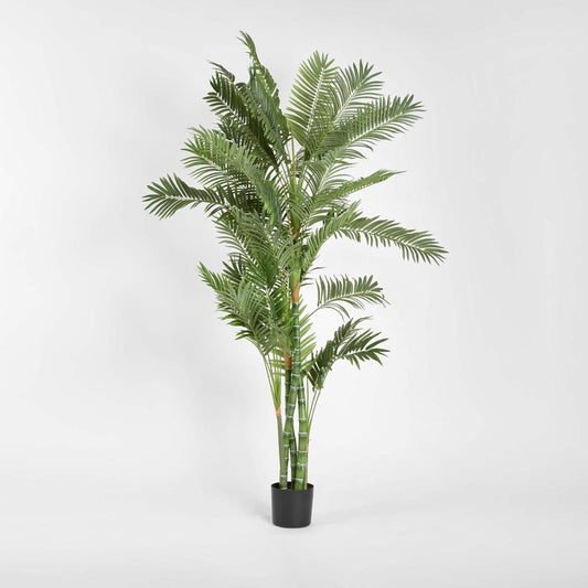 Parlour Palm Twisted Trunk 1.8m | Luxury home decor and furniture by Home Decor & Co