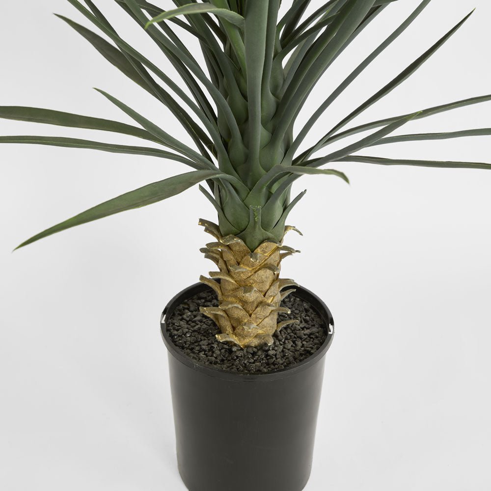 Yucca rostrata in pot | Luxury home decor and furniture by Home Decor & Co