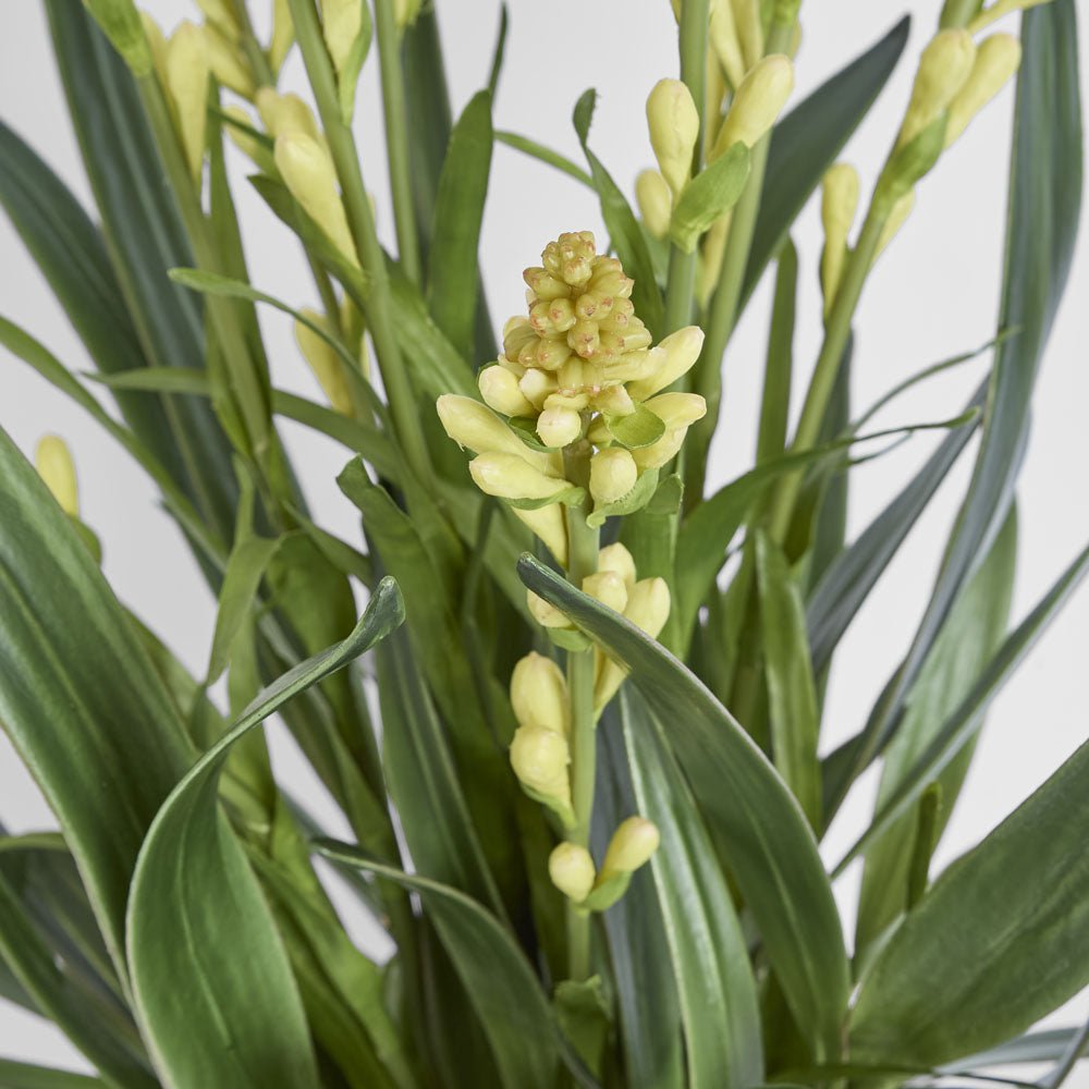 Tahlia Arrangement Olive | Luxury home decor and furniture by Home Decor & Co