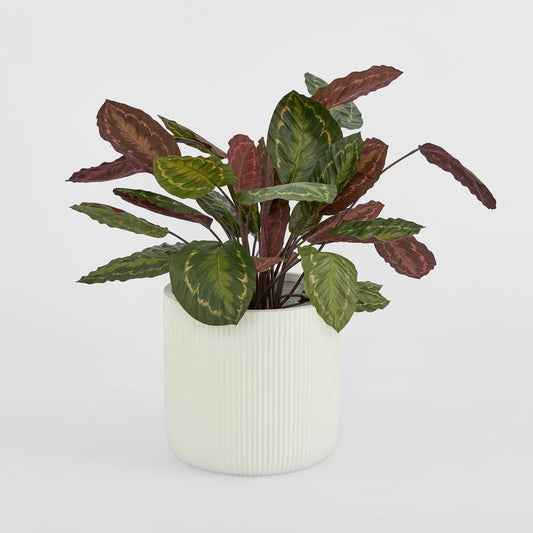 Calathea Fasciata Green/Red 65cm | Luxury home decor and furniture by Home Decor & Co
