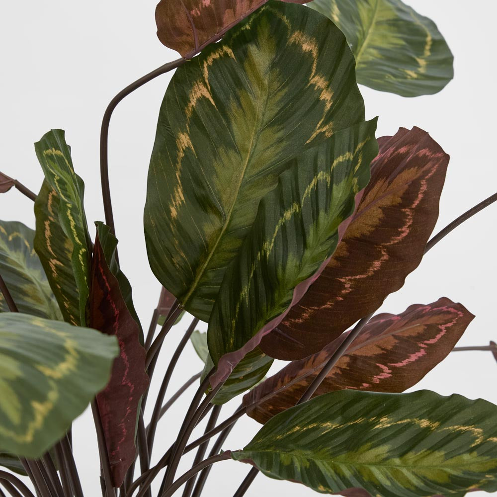 Calathea Fasciata Green/Red 65cm