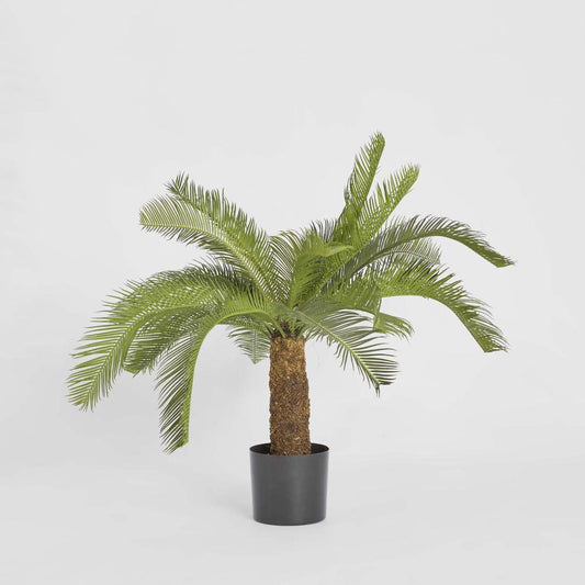 Cycad Palm 80cm | Luxury home decor and furniture by Home Decor & Co