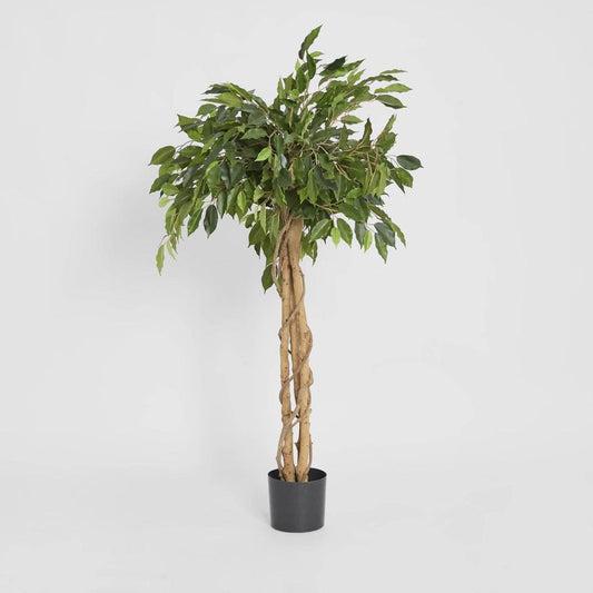 Ficus Ball Tree 1.2m, view 2
