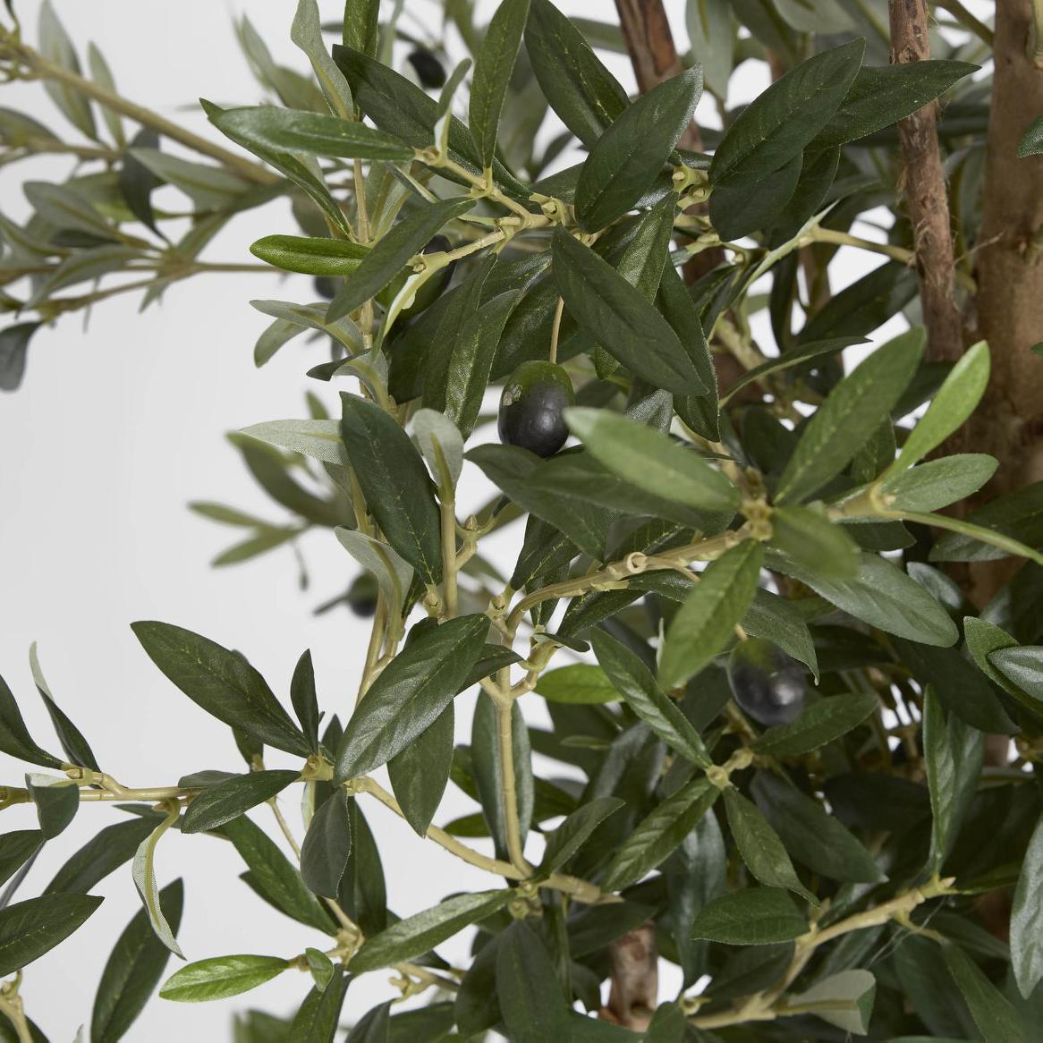 Olive Tree 1.7m | Luxury home decor and furniture by Home Decor & Co