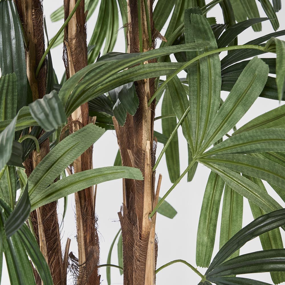 Raphis Palm Broad Leaf 1.8m, view 3