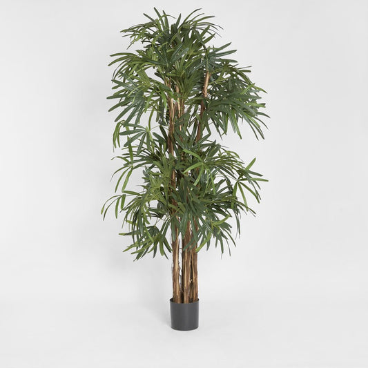 Raphis Palm Thin Leaf 2m | Luxury home decor and furniture by Home Decor & Co