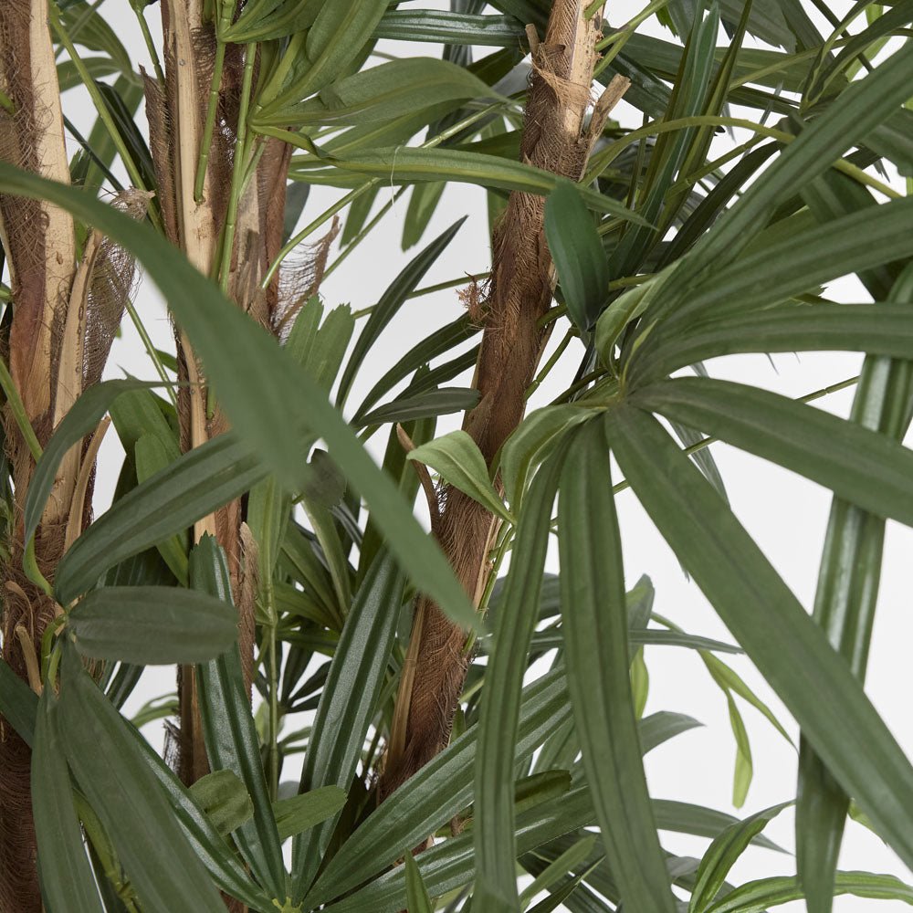 Raphis Palm Thin Leaf 2m | Luxury home decor and furniture by Home Decor & Co