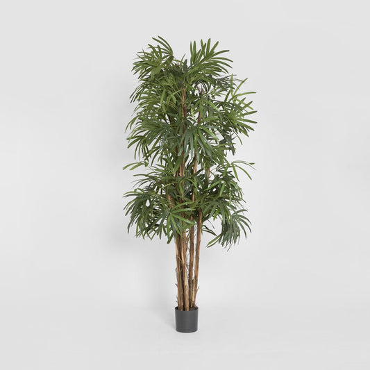 Raphis Palm Thin Leaf 2.4m, view 2