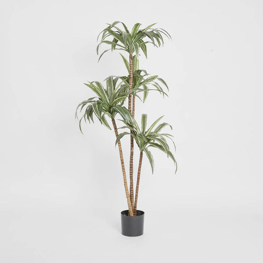Variegated Dracaena 1.6m, view 2