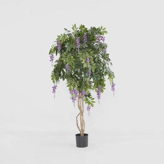 Wisteria Tree Purple 1.9m, view 2