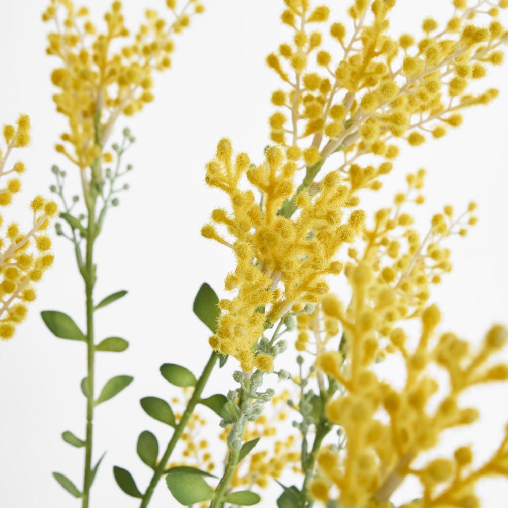 Mimosa bush 46cm in Black Pot | Luxury home decor and furniture by Home Decor & Co