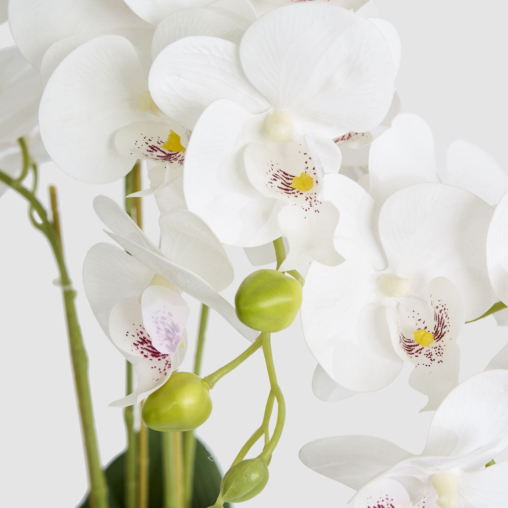 Potted Real Touch Phalaenopsis Orchid