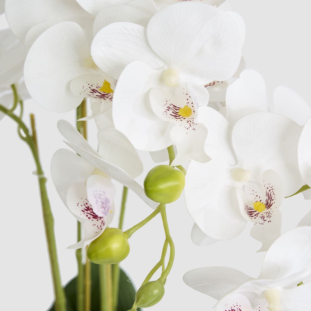 Potted Real Touch Phalaenopsis Orchid | Luxury home decor and furniture by Home Decor & Co