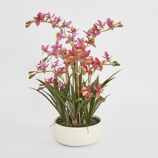 Deluxe Potted Cycnoches Orchid, view 2