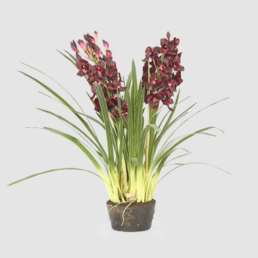 Cymbidium Giant Paper Pot 1.1m Burgundy, view 2