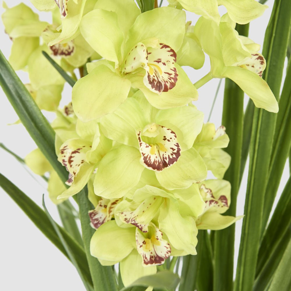 Cymbidium Giant Paper Pot 1.1m Light Green, view 3