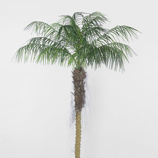 Phoenix Palm 2.1m, view 2