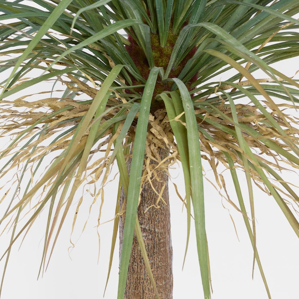 Grass Tree Large 2m | Luxury home decor and furniture by Home Decor & Co