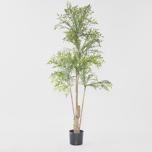 Nandina Tree 180cm | Luxury home decor and furniture by Home Decor & Co