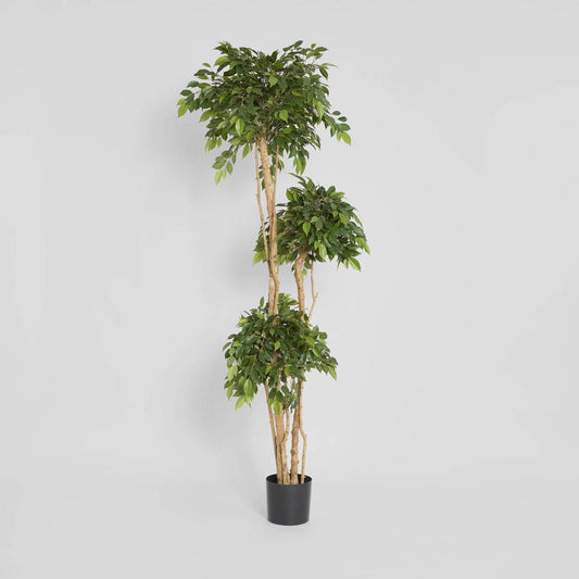 Ficus Tree 180cm, view 2