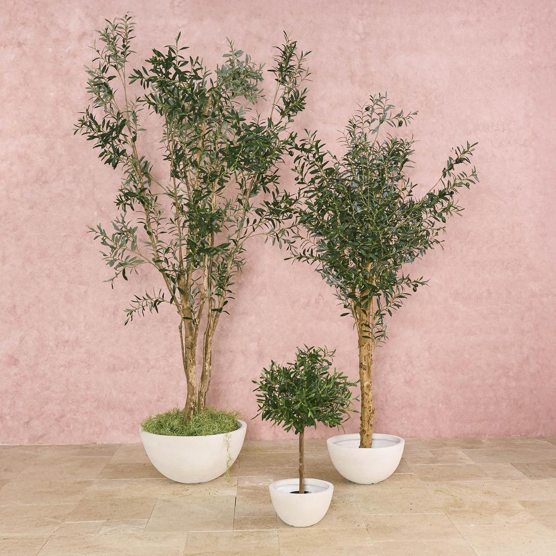 Verdant Olive Tree 180cm | Luxury home decor and furniture by Home Decor & Co