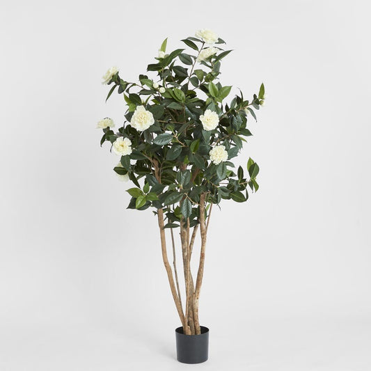 Camellia Japonica Tree White 1.6m, view 2