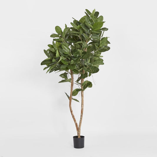 Audrey Ficus Tree 180cm, view 2