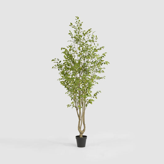 Real Touch Variegated Ficus 270cm, view 2