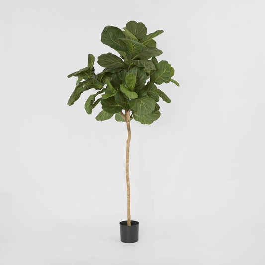 Fiddle Leaf Tree 215cm, view 2