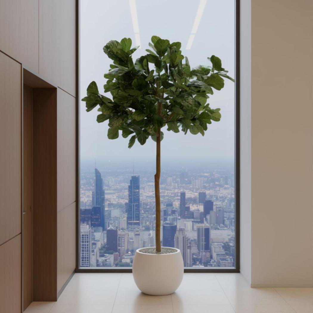 Fiddle Leaf Tree 215cm | Luxury home decor and furniture by Home Decor & Co