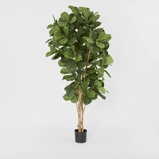 Fiddle Leaf Tree 2m, view 2