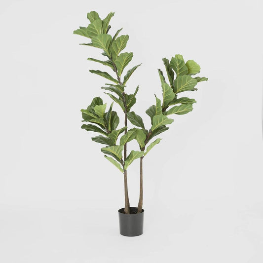 Fiddle Leaf Tree 1.6m, view 2
