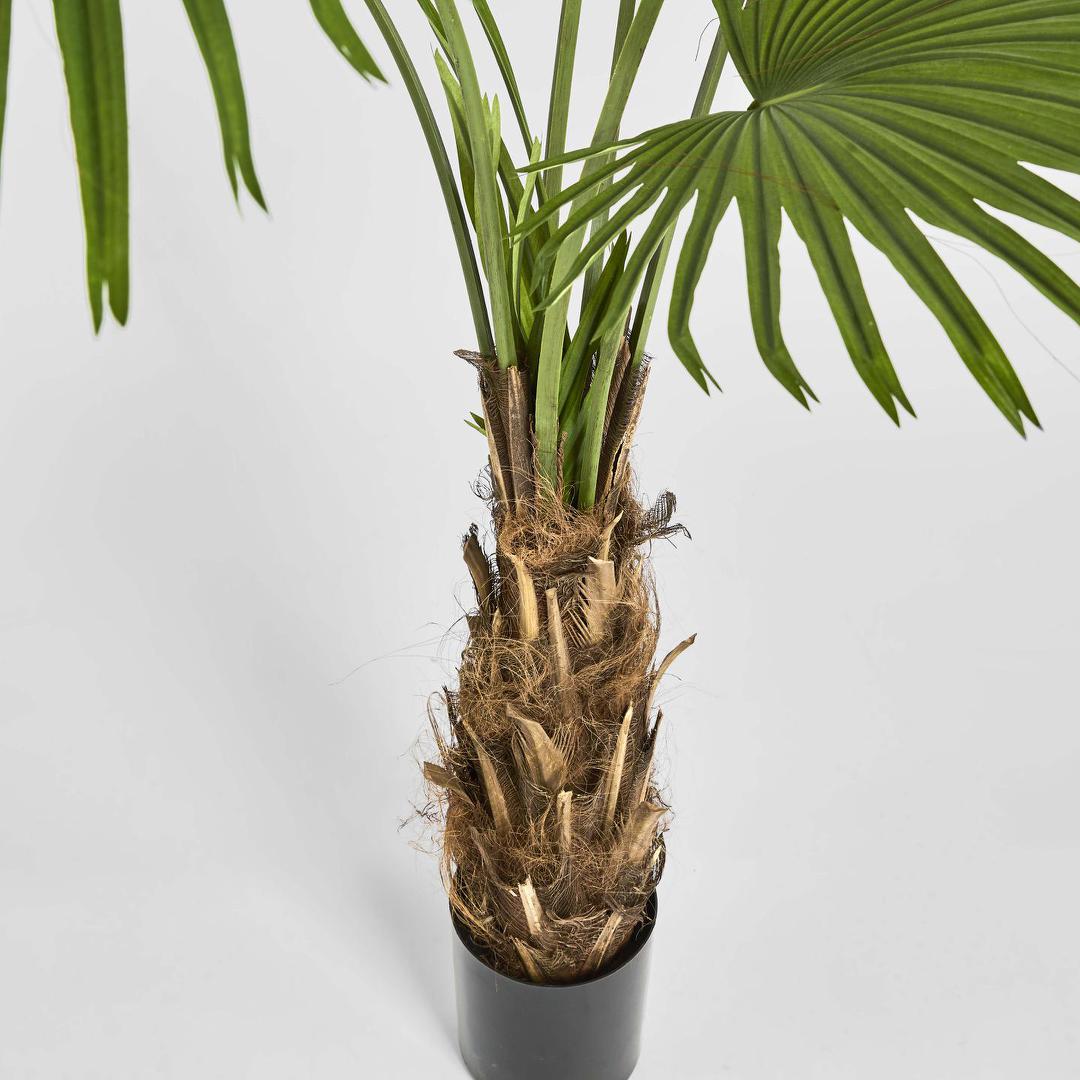Fan Palm Tree 200cm