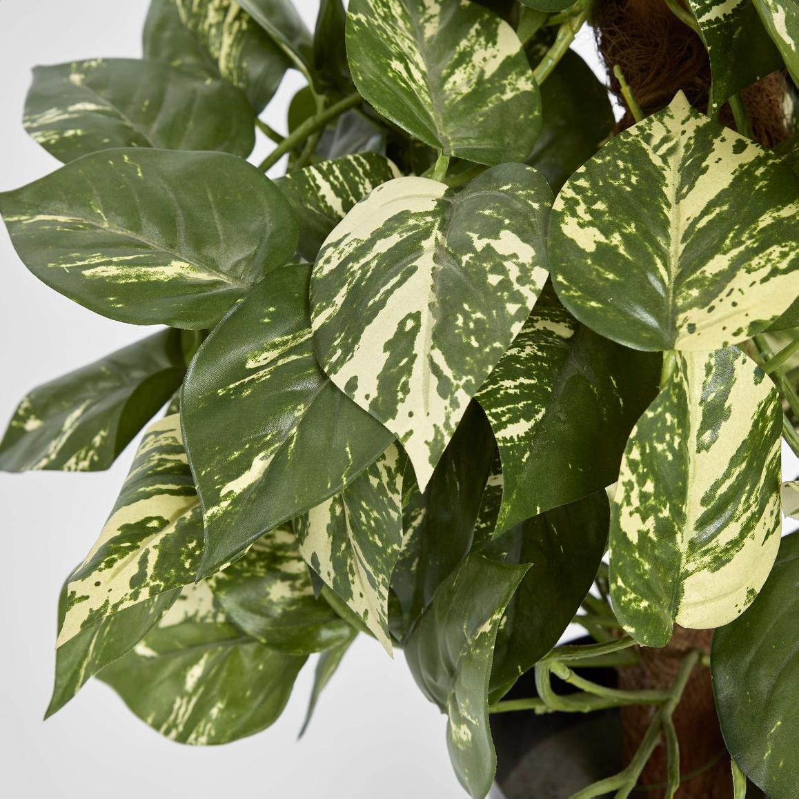Pothos Vines on Coconut Pole 90cm | Luxury home decor and furniture by Home Decor & Co