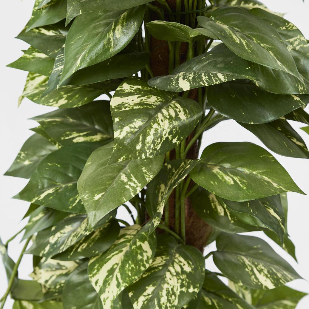 Pothos in Pot 1.2m | Luxury home decor and furniture by Home Decor & Co