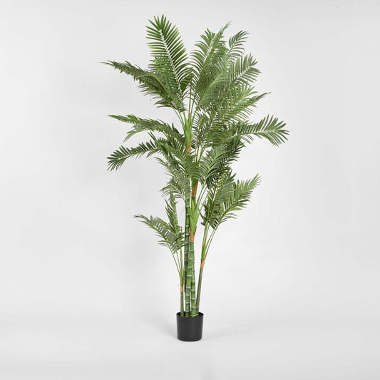 Parlour Palm Twisted Trunk 1.8m | Luxury home decor and furniture by Home Decor & Co