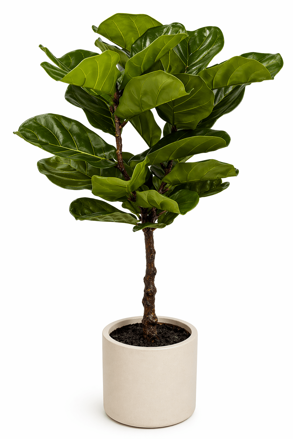 Artificial Real Touch Fiddleleaf Tree 100cm | Luxury home decor and furniture by Home Decor & Co