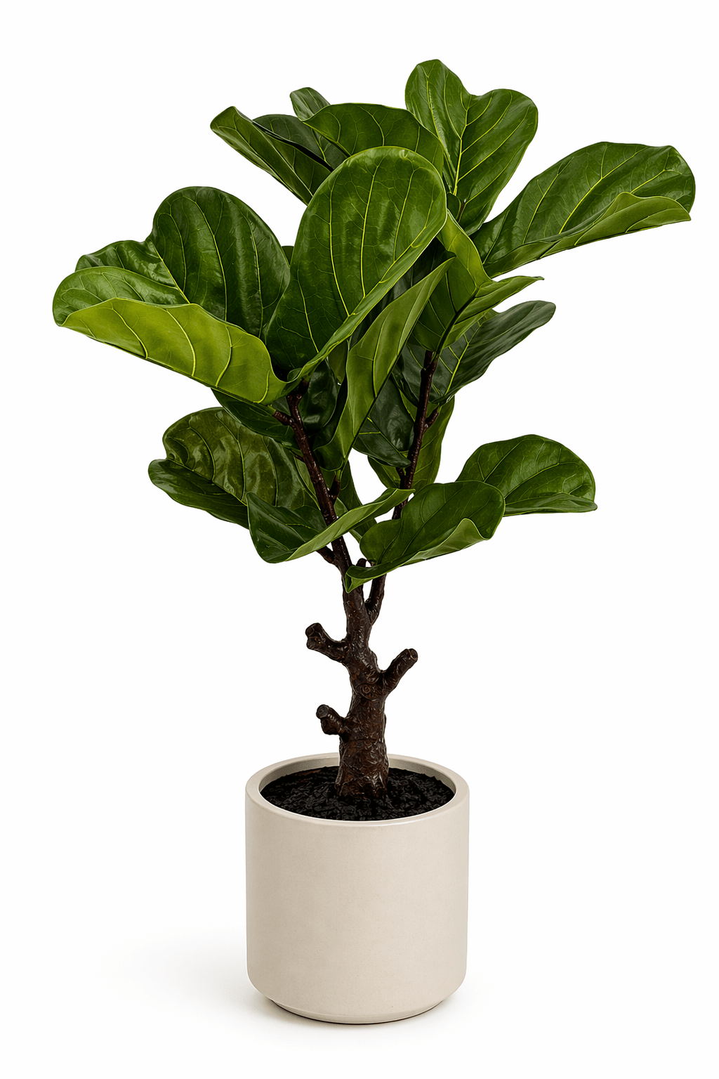 Artificial Real Touch Fiddleleaf Tree 75cm | Luxury home decor and furniture by Home Decor & Co