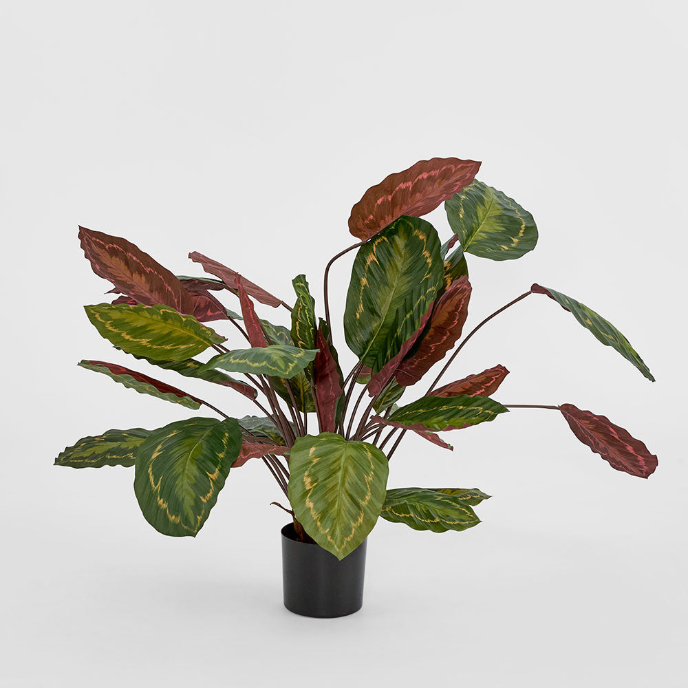 Calathea Fasciata Green/Red 65cm