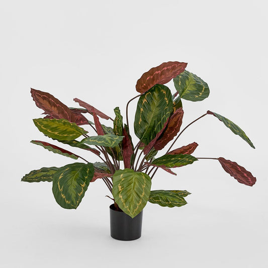 Calathea Fasciata Green/Red 65cm | Luxury home decor and furniture by Home Decor & Co