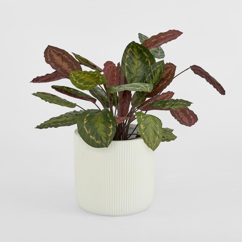 Calathea Fasciata Green/Red 65cm