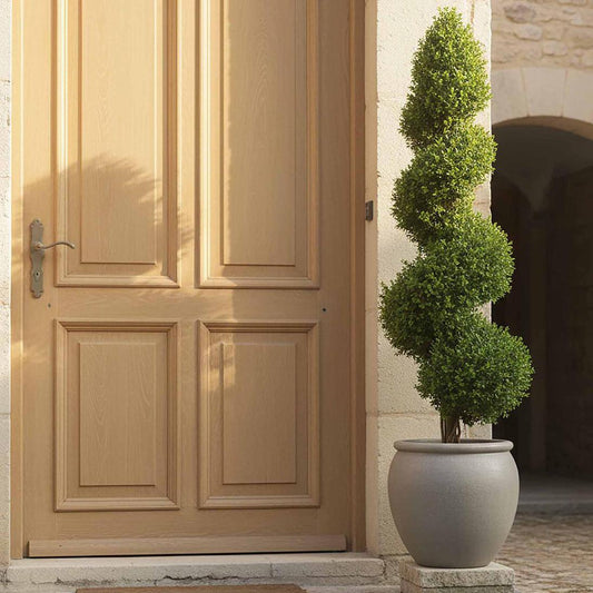 Boxwood Spiral Tree 1.4m, view 2