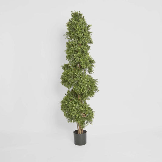 Boxwood Spiral Tree 1.9m, view 2