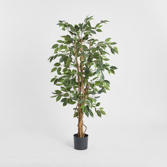 Ficus Tree 1.7m | Luxury home decor and furniture by Home Decor & Co