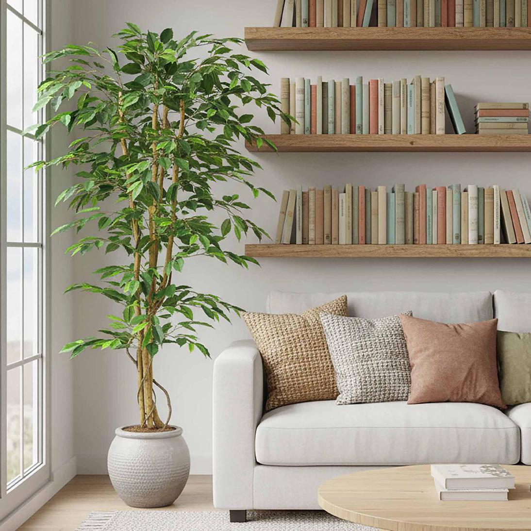 Ficus Tree 1.7m