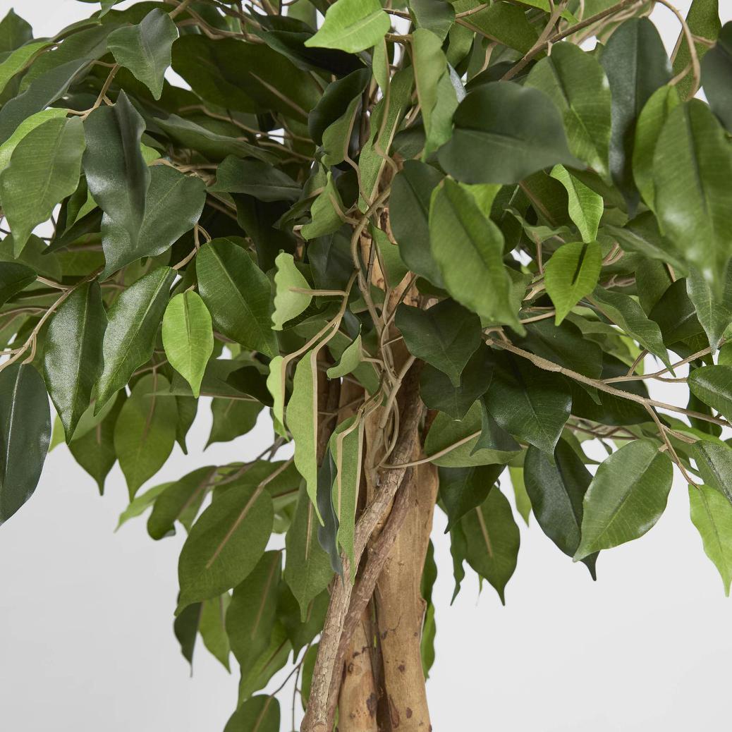 Ficus Ball Tree 1.2m