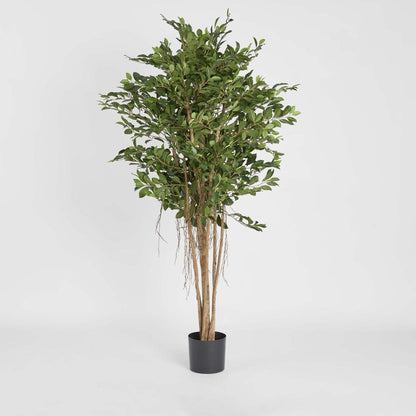 Ficus Retusa 1.8m, artificial plant