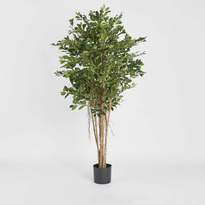 Ficus Retusa 1.8m, view 2
