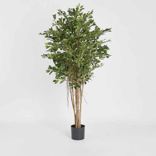 Ficus Retusa 1.8m, view 2