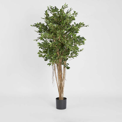 Ficus Retusa 1.8m, view 3